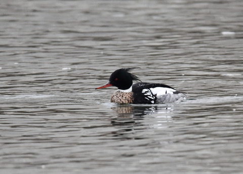 ウミアイサ♂5973