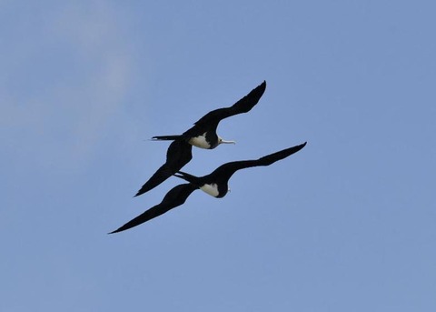 オオグンカンドリ6053