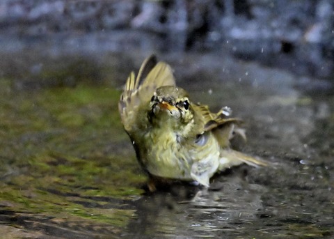 メボソムシクイ0891