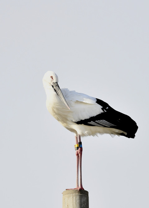 コウノトリ(ひかる)7353