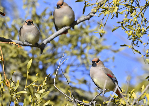 ヒレンジャク1731