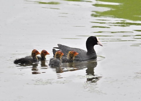 オオバン親子7926