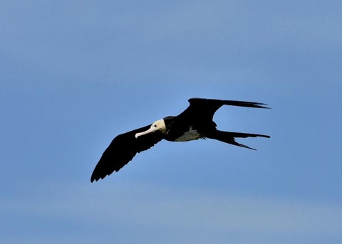 オオグンカンドリ0784