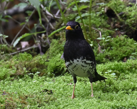 クロツグミ♂5813