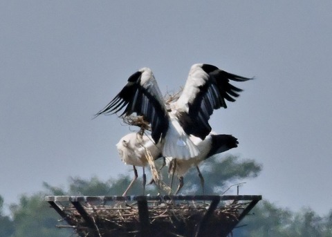 コウノトリ(ひかる)とヒナ0069