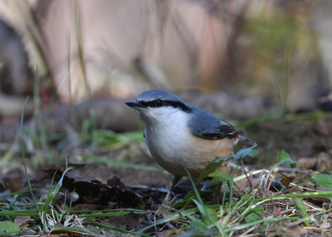 ゴジュウカラ1217