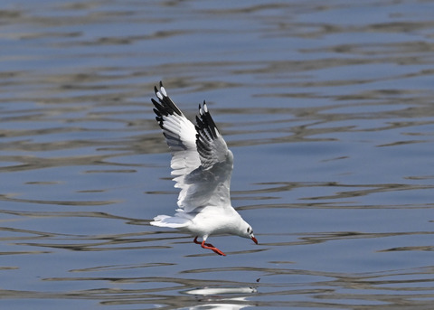 チャガシラカモメ3450