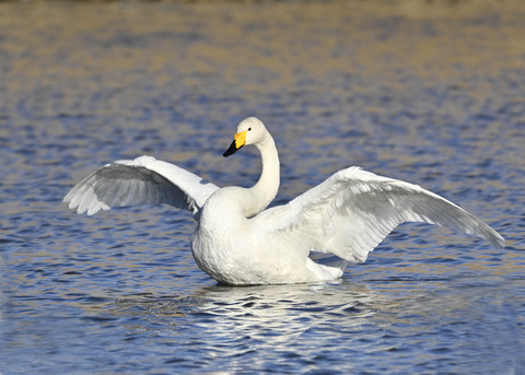 オオハクチョウ7653