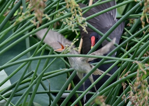 オオヨシキリ幼鳥8522