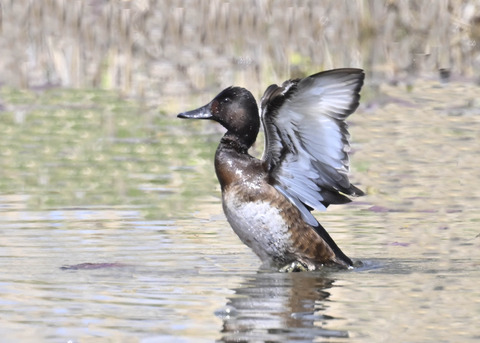アカハジロ♀4065