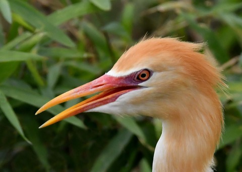 アマサギ4655