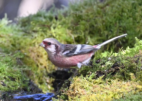 ベニマシコ♂6789