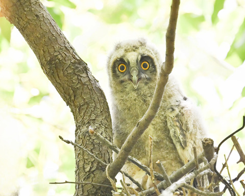 トラフズクのひな②2770