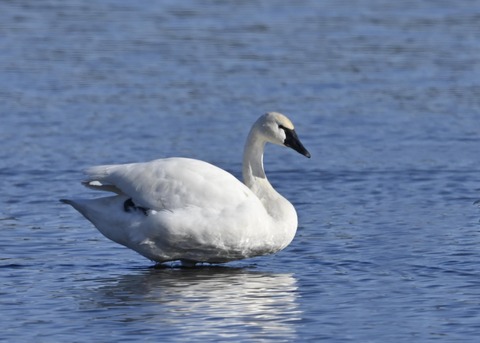 アメリカコハクチョウ8739