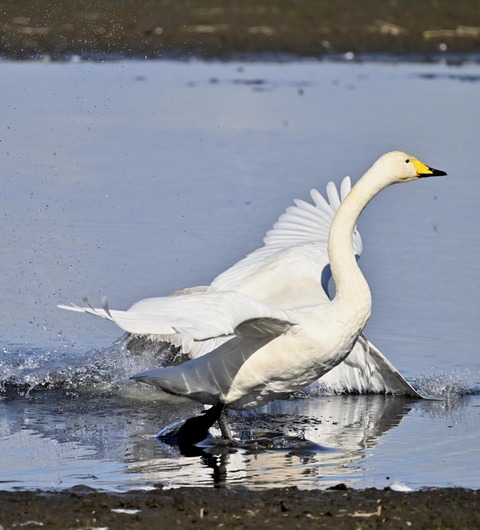 オオハクチョウ3194