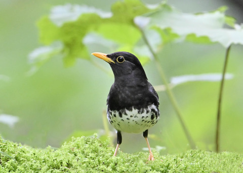 クロツグミ♂4312