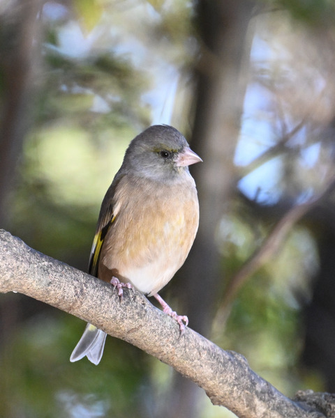 オオカワラヒワ7436