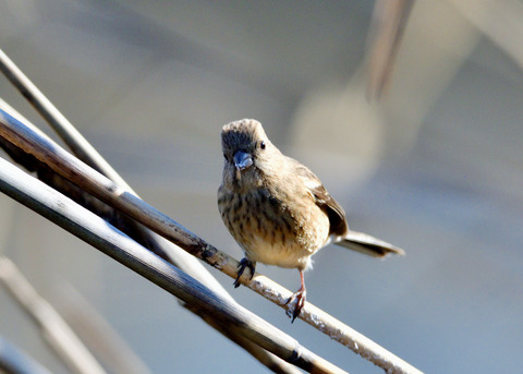 ベニマシコ♀9302