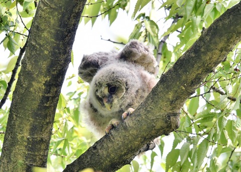 フクロウのヒナ②4358