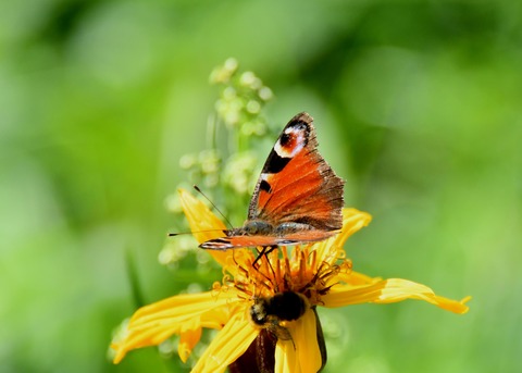 クジャクチョウ1518