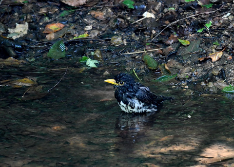 クロツグミ♂9371