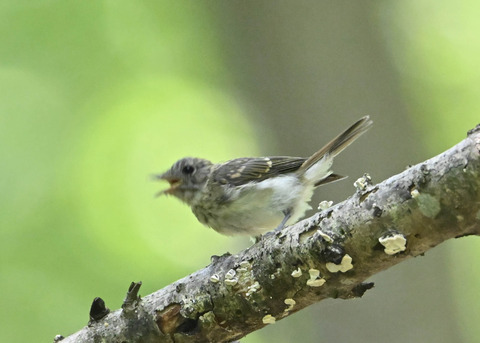 キビタキ幼鳥3597