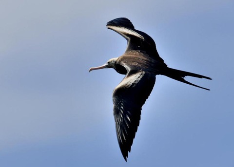 オオグンカンドリ2425-01