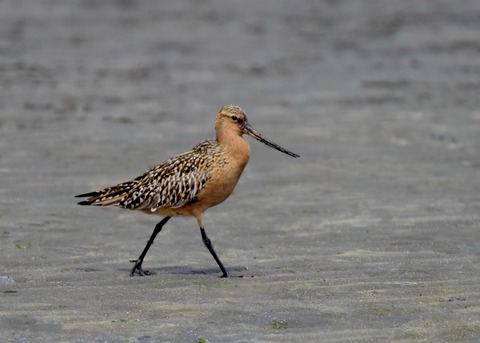 オオソリハシシギ4266