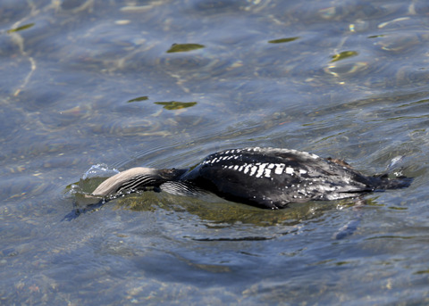 シロエリオオハム夏羽8940