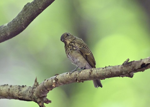オオルリ♀幼鳥1295