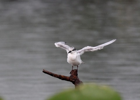 クロハラアジサシ幼鳥1835
