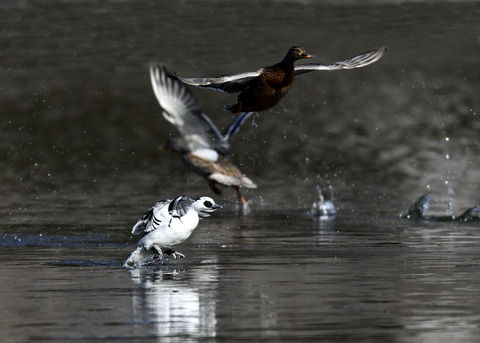 ミコアイサ♂8437