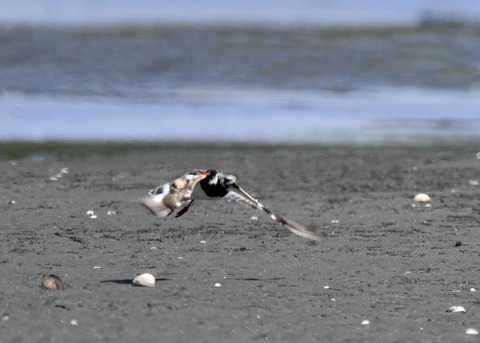 キョウジョシギ2172