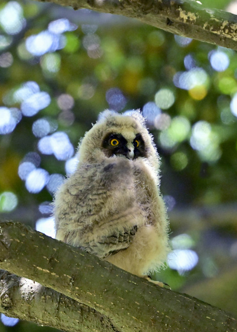 トラフズクのヒナ8044