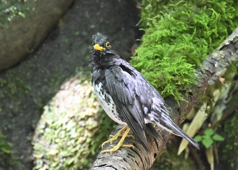 クロツグミ♂4373