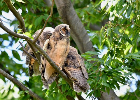 トラフズクのヒナ①②③0324
