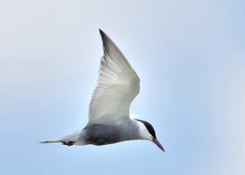 クロハラアジサシ9452