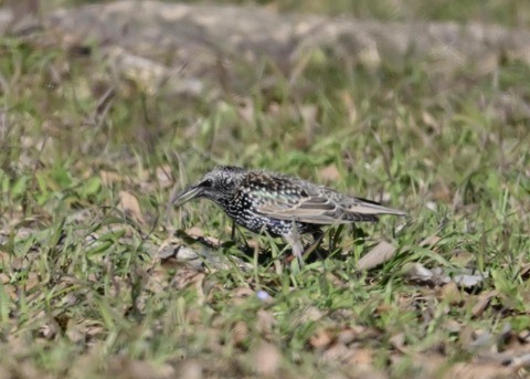 ホシムクドリ5658