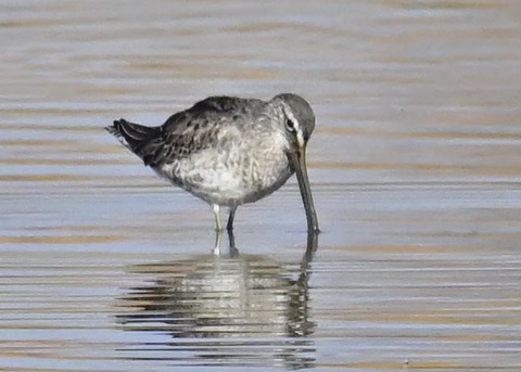 オオハシシギ2565