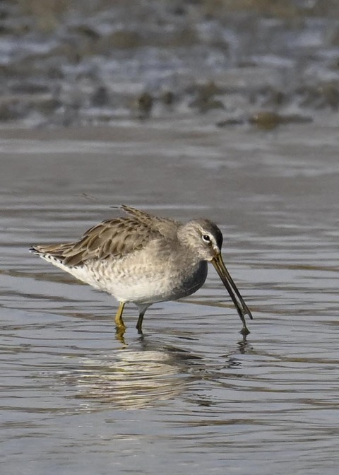 オオハシシギ3649