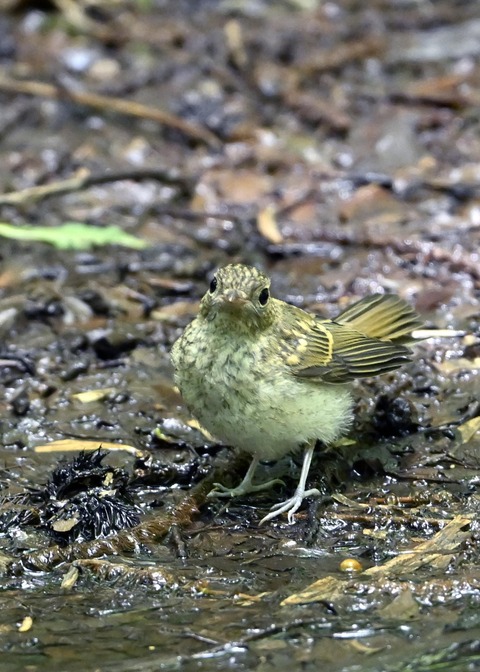 キビタキ幼鳥3633