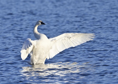 アメリカコハクチョウ9001
