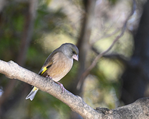 オオカワラヒワ7638