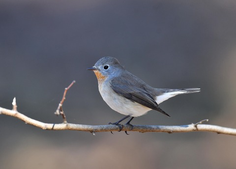 ニシオジロビタキ♂1606
