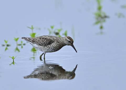 ウズラシギ夏羽2458