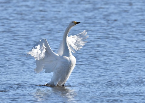 オオハクチョウ1401