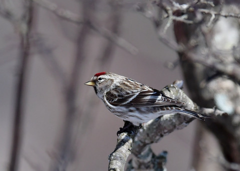 ベニヒワ♀3873