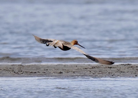 オオソリハシシギ4064