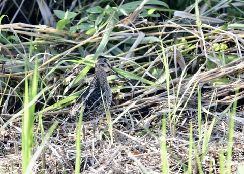 チュウジシギ0152