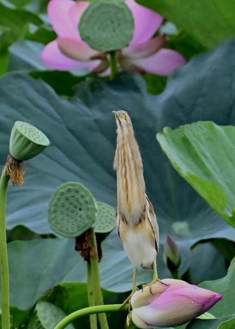 ヨシゴイ♀9423